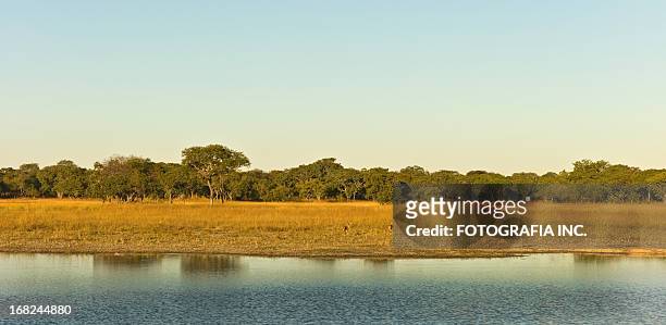 paisagem africana com antilopes - subs bench - fotografias e filmes do acervo