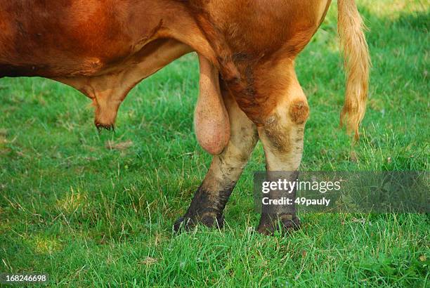 organe de reproduction de charolais bull. - bull photos et images de collection