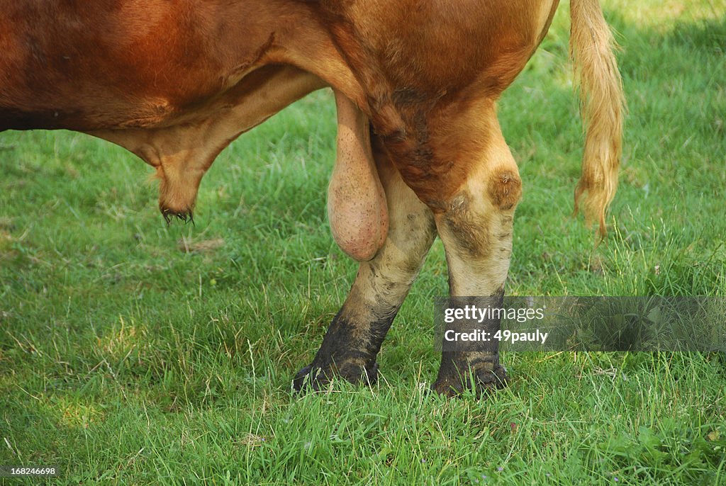 Reproductive Organ of the Charolais bull.