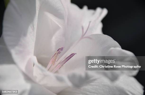 white gladioli dark background - pistil stock pictures, royalty-free photos & images