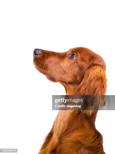 attention ! - chien profil photos et images de collection