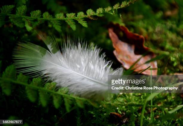 feather on fern - farn stock-fotos und bilder