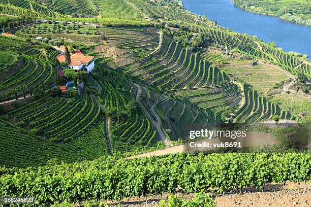 weinberge im douro-tal - tal stock-fotos und bilder