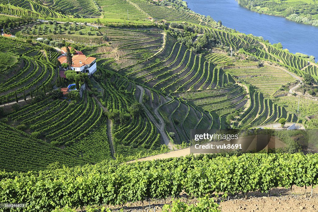 Vineyards in Douro Valley