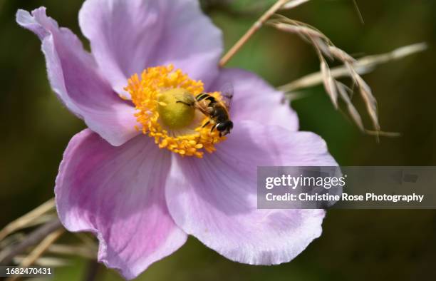 hoverfly on wildflower - hoverfly stock pictures, royalty-free photos & images