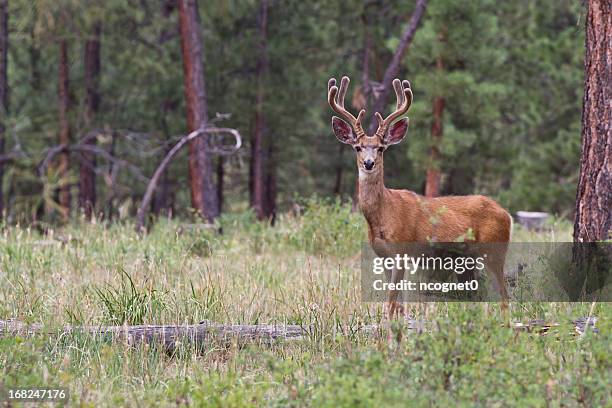 buck deer bild - white tail buck stock-fotos und bilder