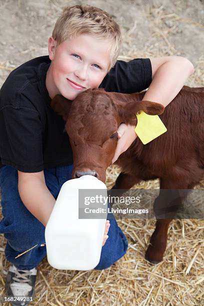 young boy giving milk from a bottle to a calf - cow cuddling stock pictures, royalty-free photos & images