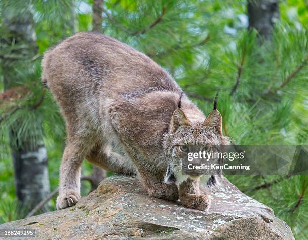 lince perseguir - canadian lynx imagens e fotografias de stock