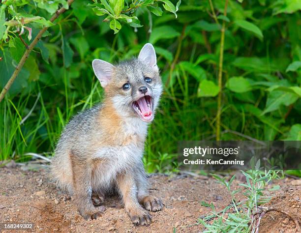 gray fox pup - gray fox stock-fotos und bilder