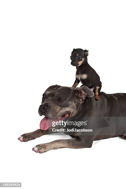 big perro pequeño cachorro mejores amigos. - perro faldero fotografías e imágenes de stock