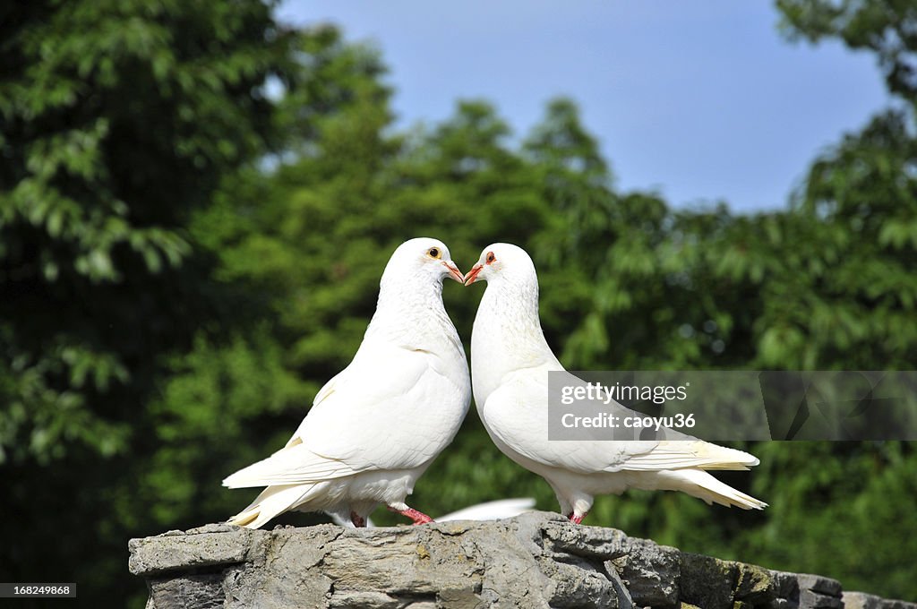 Two loving white doves