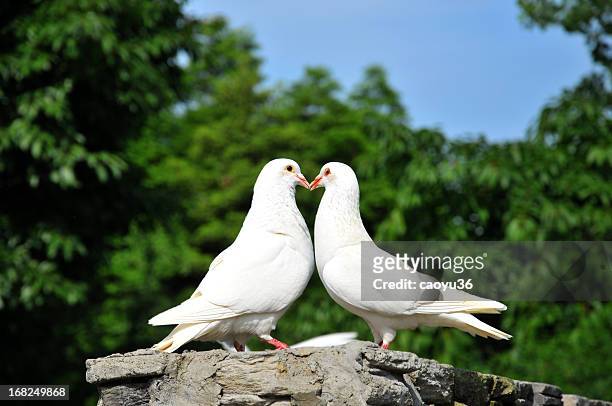 two loving white doves - white pigeon stock pictures, royalty-free photos & images