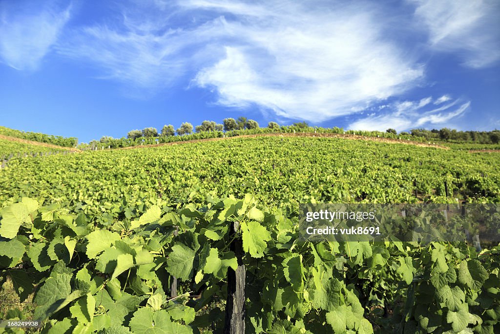 Vineyards in Douro Valley