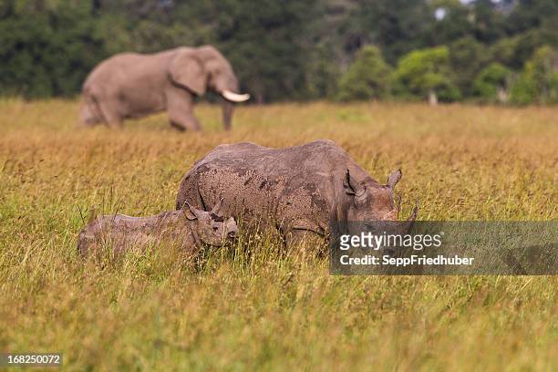 rinoceronte nero e baby elefante in background - rhinoceros foto e immagini stock