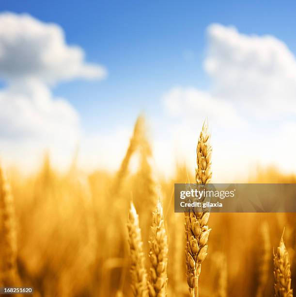 wheat in a field,closeup. - avena stock pictures, royalty-free photos & images