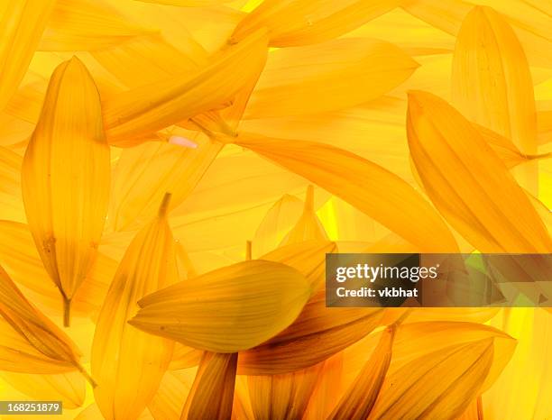 sunflower petals - bloemblaadje stockfoto's en -beelden