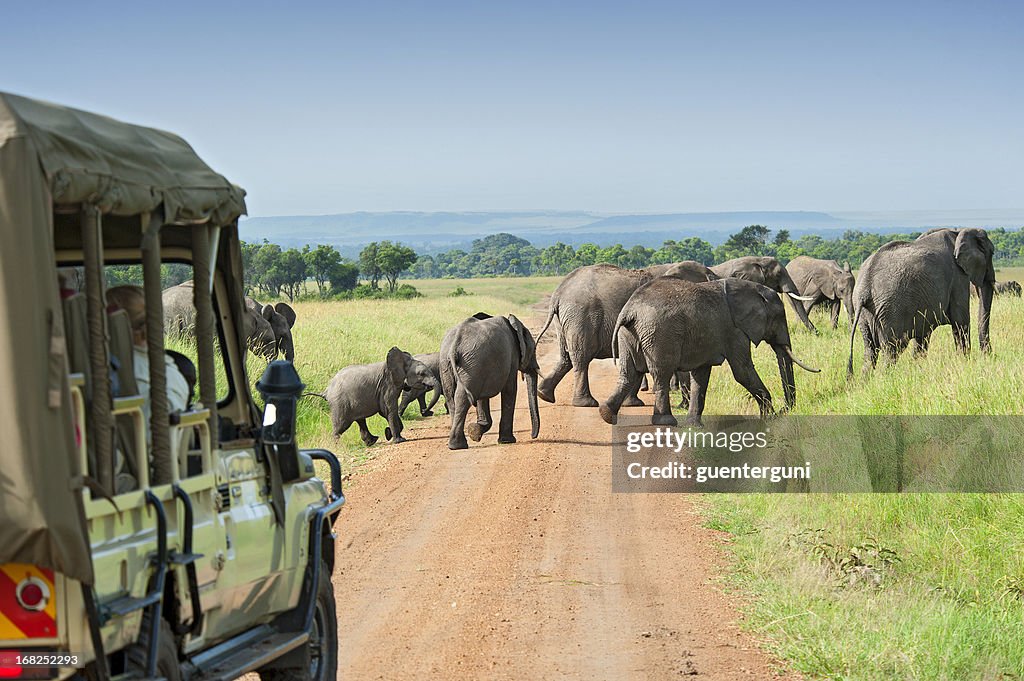 Safari automóvil s'espera de paso de elefantes
