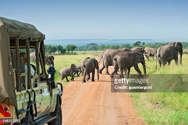 safari car is waiting for crossing elephants - kenya stock pictures, royalty-free photos & images