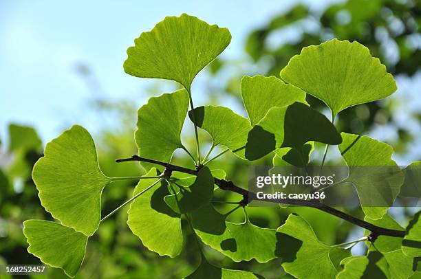 beauty in nature - ginkgobaum stock-fotos und bilder