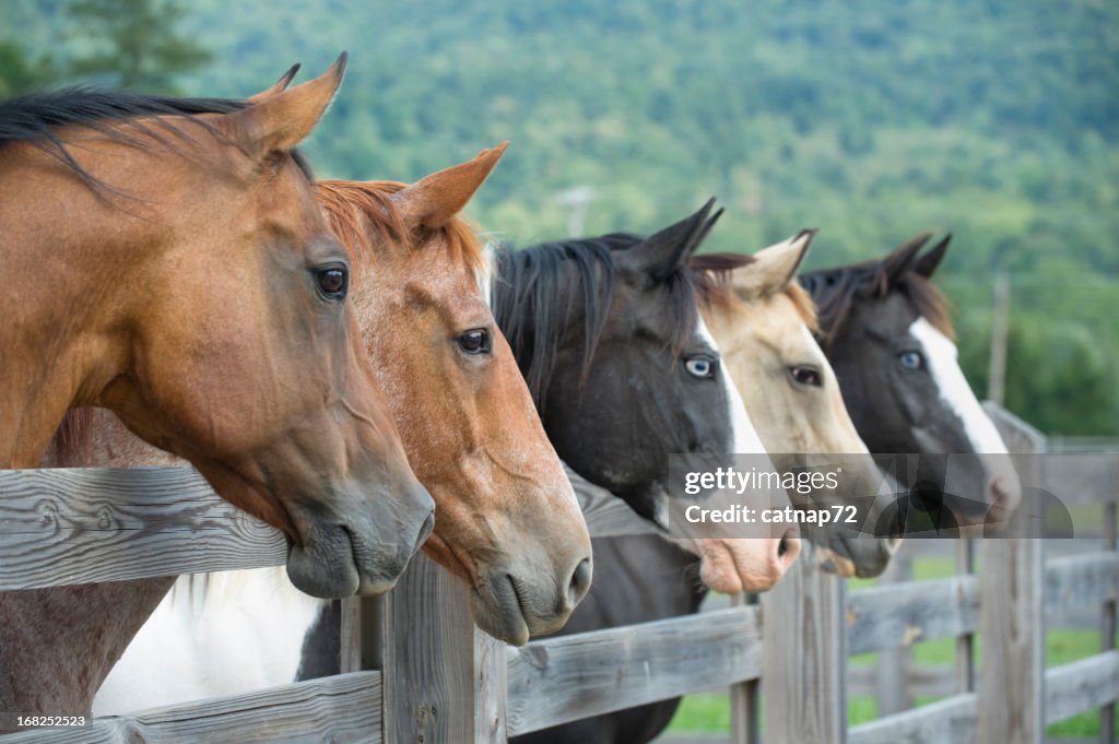 Horses in a Line Looking Over Fence, Side View