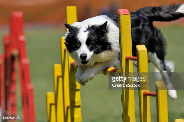 proud dog jumping over obstacle - dierentrucs stockfoto's en -beelden