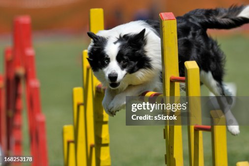 Proud dog jumping over obstacle Proud dog jumping over obstacle