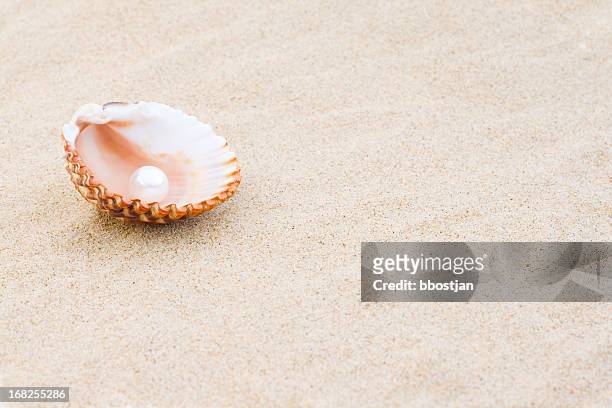 pearl en una carcasa al mar - oyster pearl fotografías e imágenes de stock