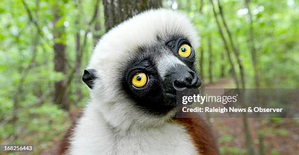 Joviana, a lemur, gazes at the camera during a media tour at the Duke Lemur Center in Durham, North Carolina, Tuesday, May 7, 2013. The lemur was the...