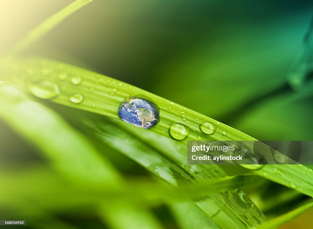 Leaf with rain droplets