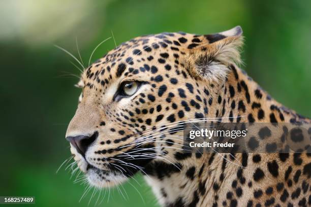 leopard - hairy asian stock pictures, royalty-free photos & images