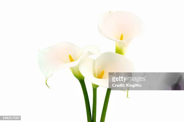 calla-lilien blume - calla lilies white stock-fotos und bilder