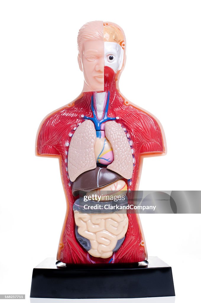 Cutaway Menschliche Anatomie-Modell vor weißem Hintergrund