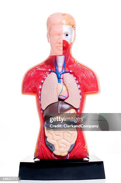 cutaway menschliche anatomie-modell vor weißem hintergrund - physiologie stock-fotos und bilder