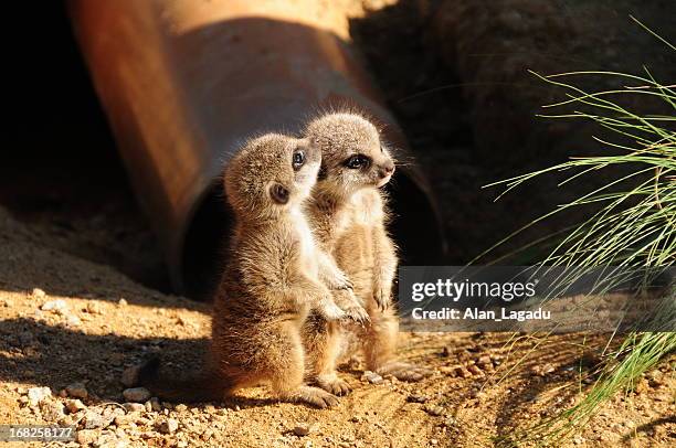 bébé meerkats. - suricate photos et images de collection