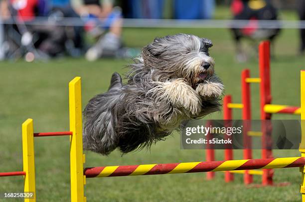 bearded collie - animal tricks stock pictures, royalty-free photos & images