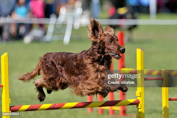 irish setter - irish setter stock pictures, royalty-free photos & images