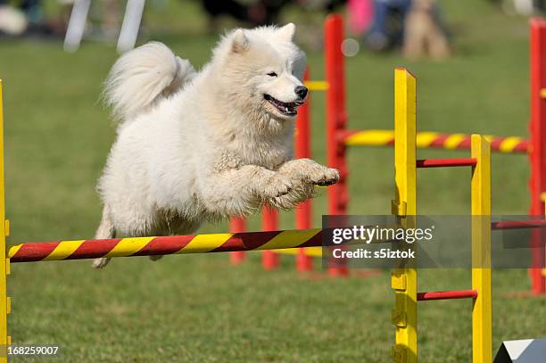 samoyed - samoyed stock pictures, royalty-free photos & images