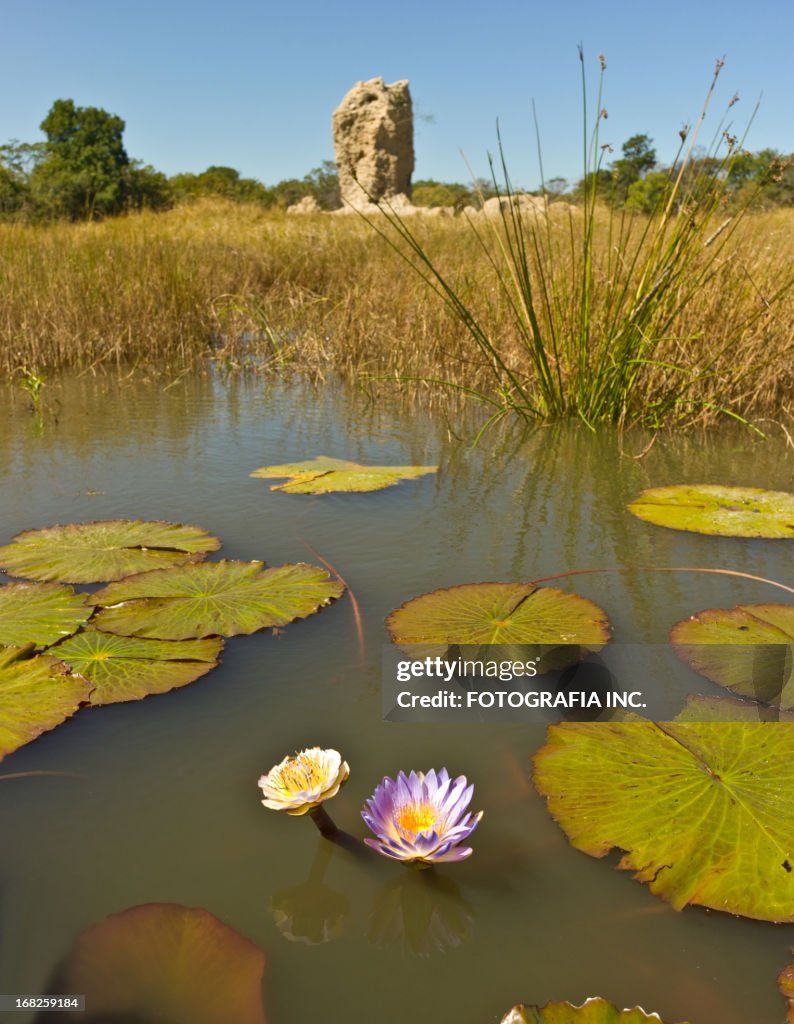 African Lotus en Zambie