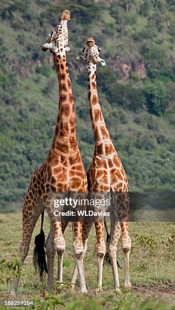 stretching-giraffe - necking stock-fotos und bilder