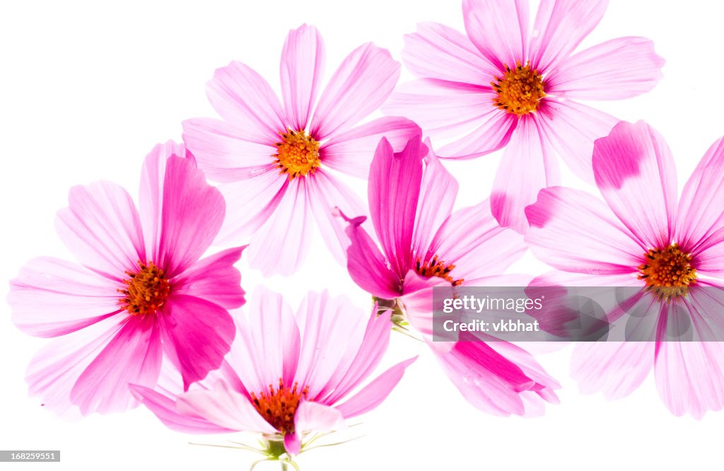 Cosmos Flowers