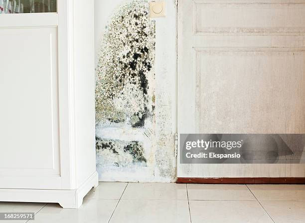 mold growth on wall and damp stained wood door - schimmel stockfoto's en -beelden