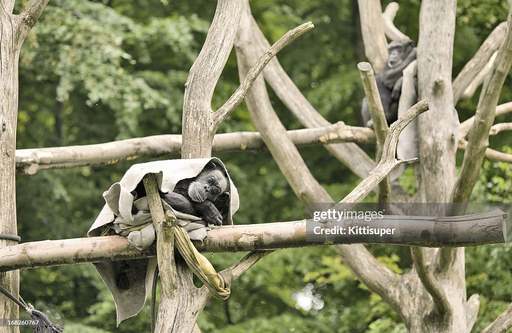 Chimpanzé tentar sono