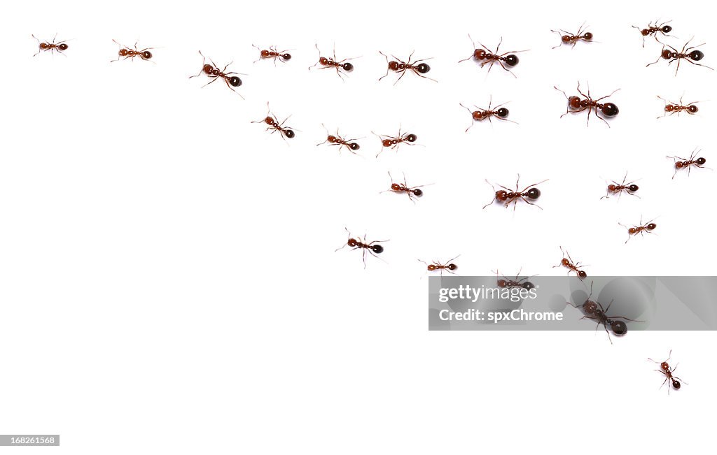 Ants on the Move