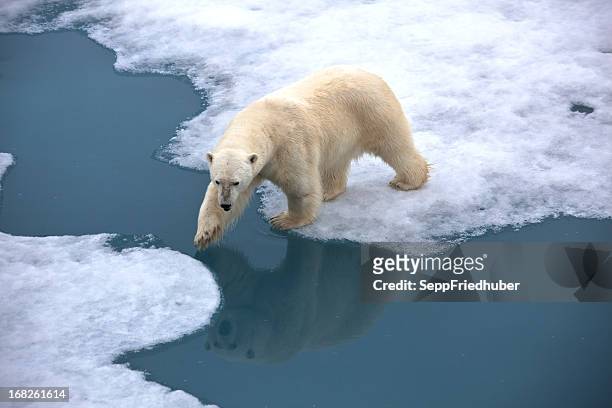 polar bear walking on pack ice with water pond - polar bear stock pictures, royalty-free photos & images