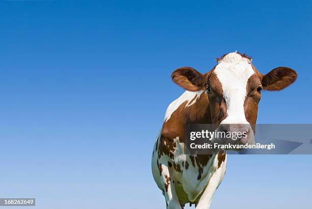 vaca contra el cielo azul mirando a la cámara - animales granja fotografías e imágenes de stock