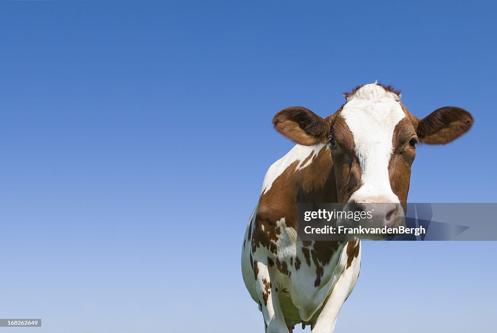 Vaca contra céu azul Olhando para a câmara