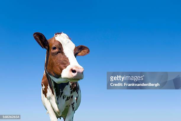vaca contra el cielo azul mirando lejos de la cámara - dairy cattle fotografías e imágenes de stock