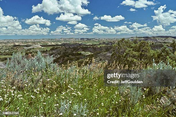 badland meadow and wildflowers - sagebrush stock pictures, royalty-free photos & images