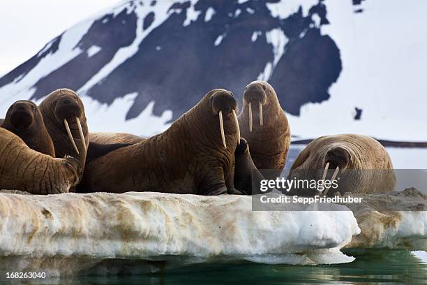 walrus colony in franz josef land - rusland ijs stockfoto's en -beelden