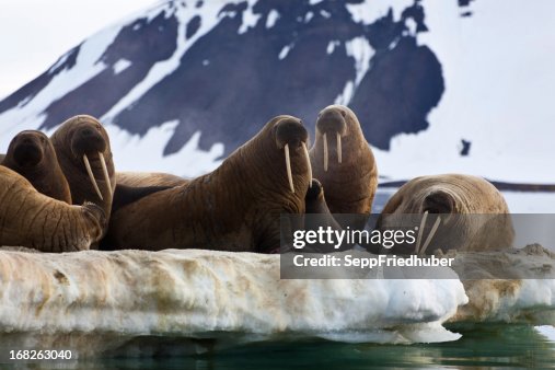 Walrus colony in Franz Josef Land